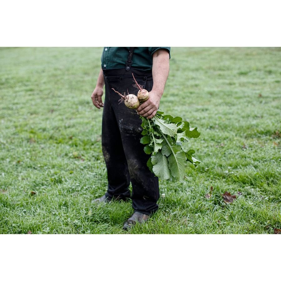 Jenny Schulder - Roots