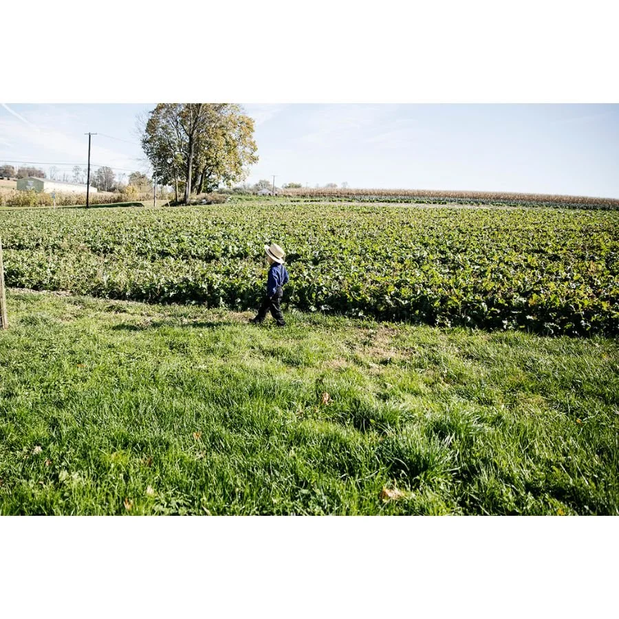 Jenny Schulder - Little Man