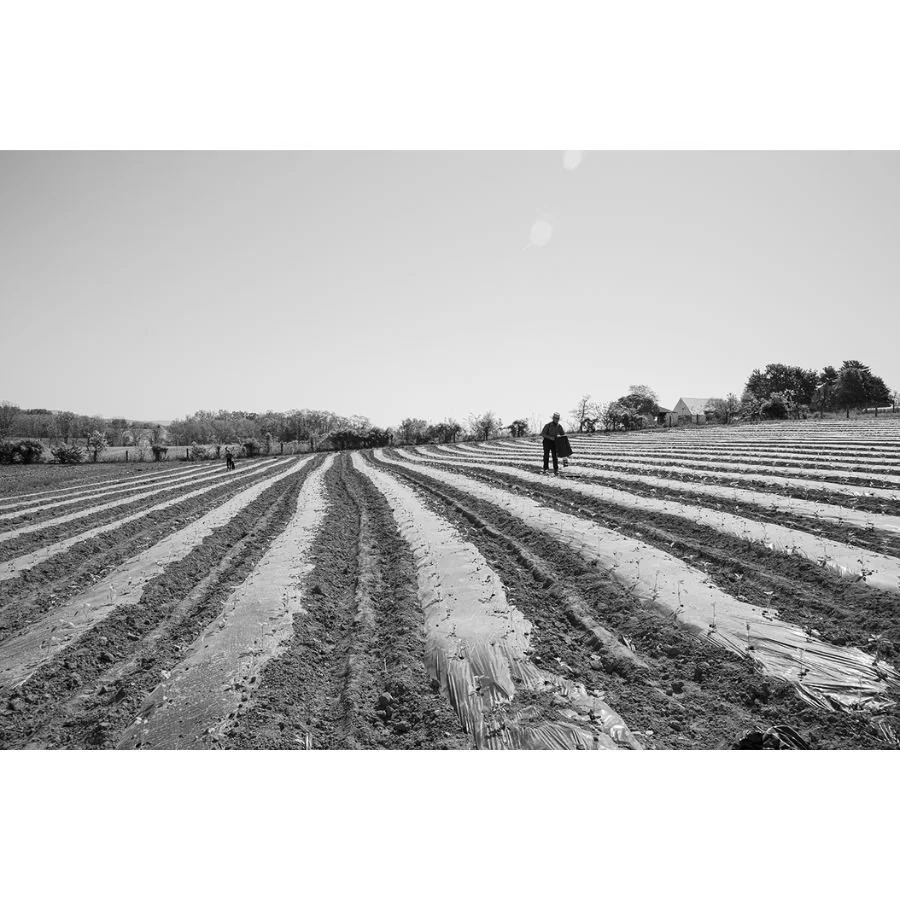 Jenny Schulder - Earth Tones