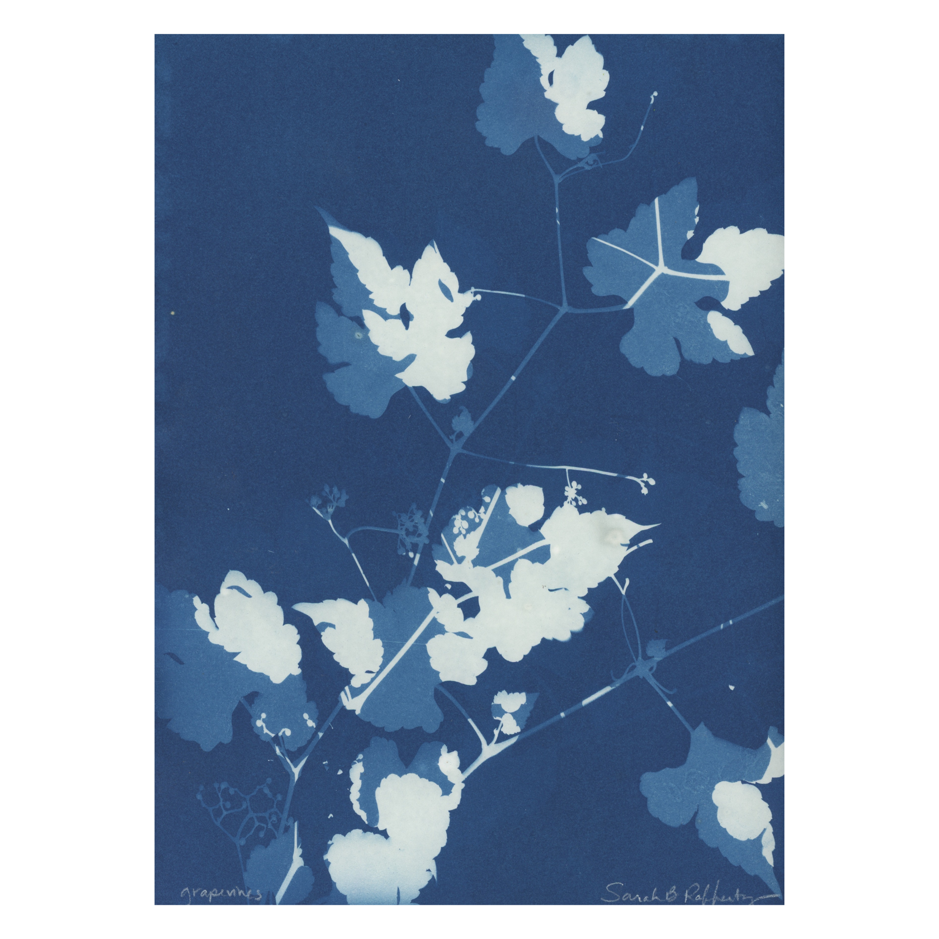 13 (Grapevines).png