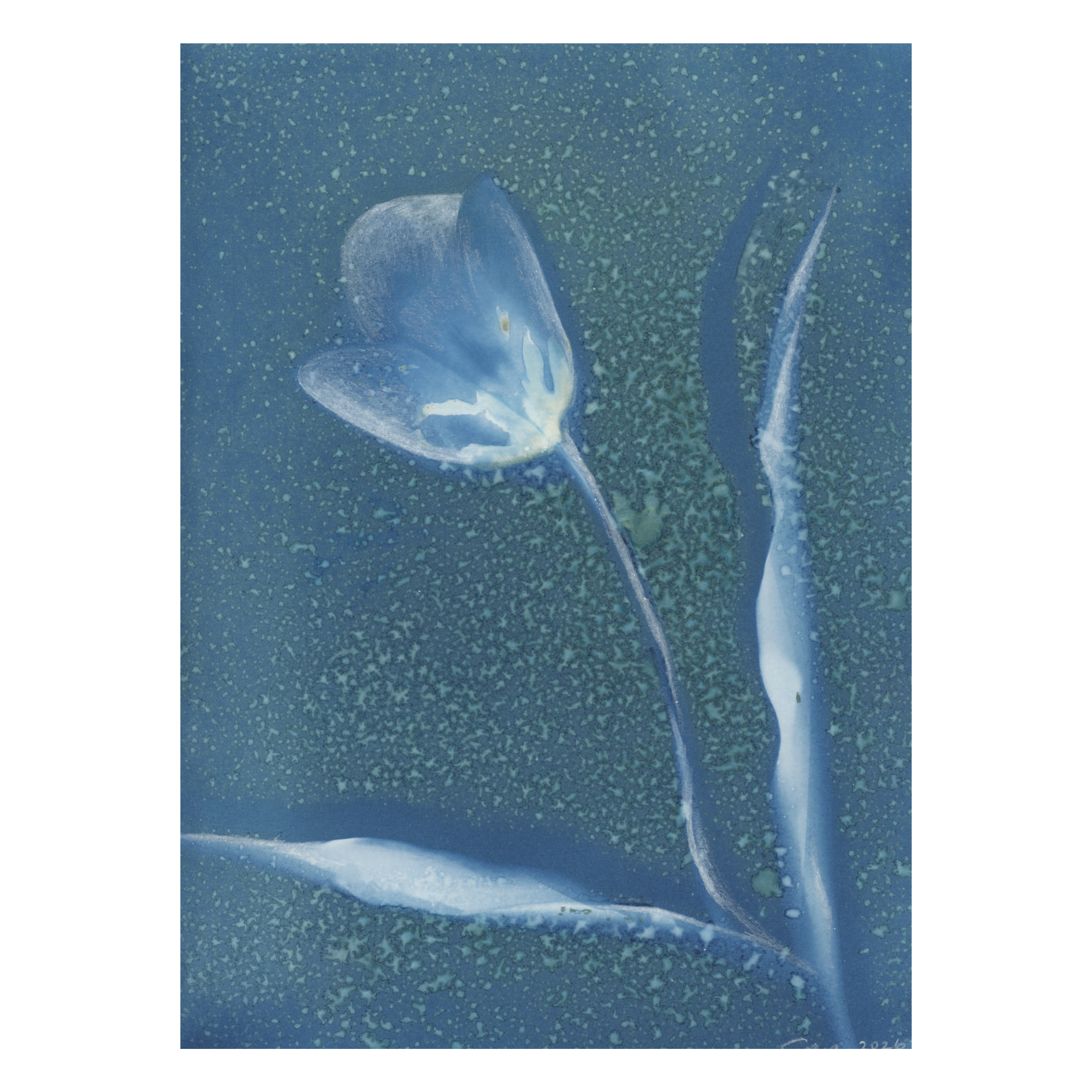 9 (Tulip Dance no 14).png