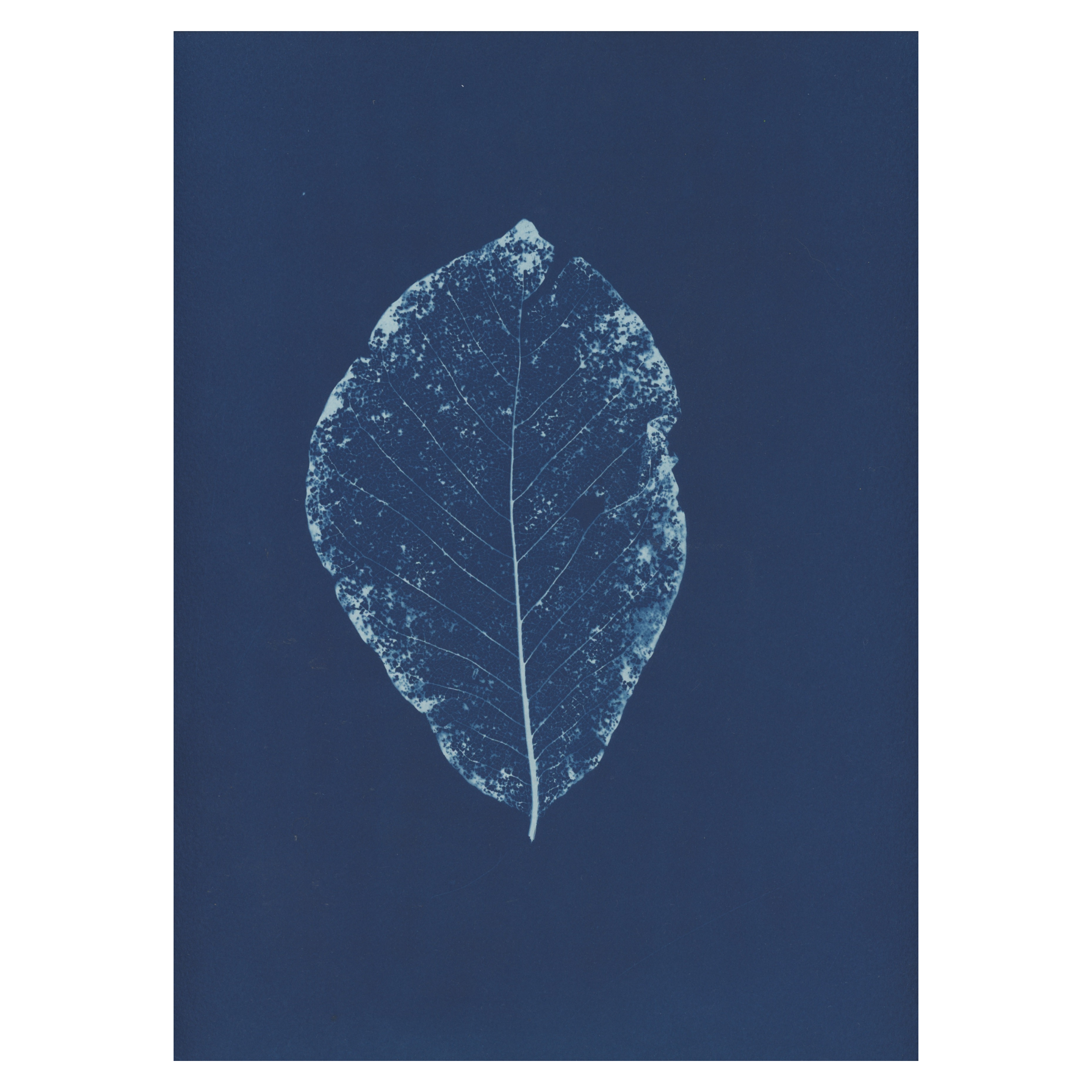Sarah Bourne Rafferty - Magnolia