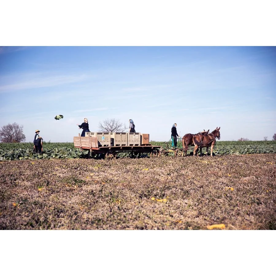 Jenny Schulder - Cabbage Harvest II