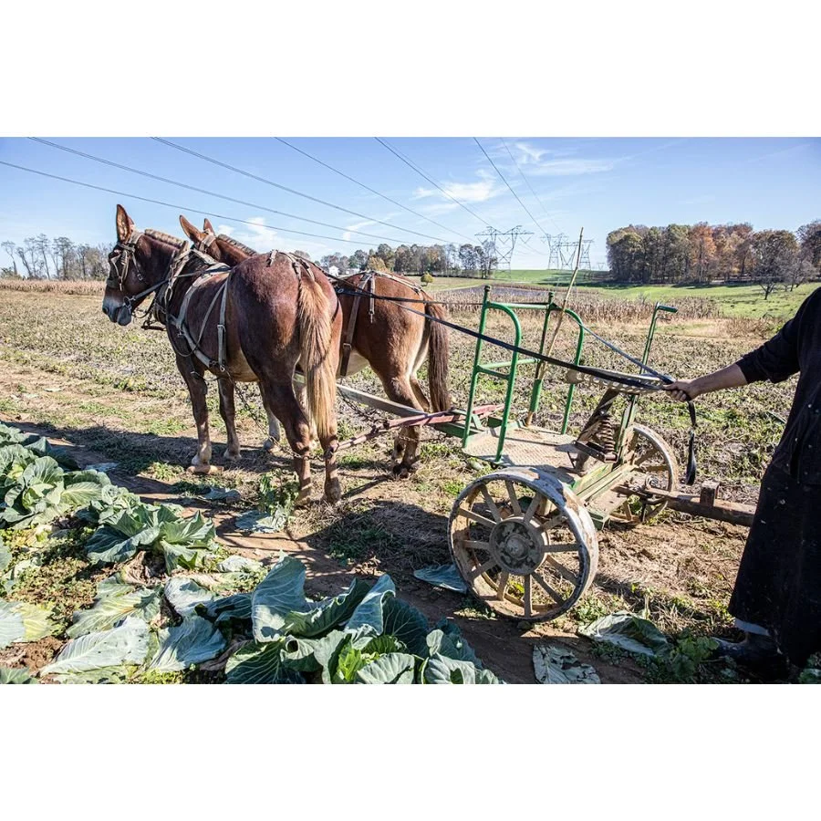 Jenny Schulder - Cabbage Harvest