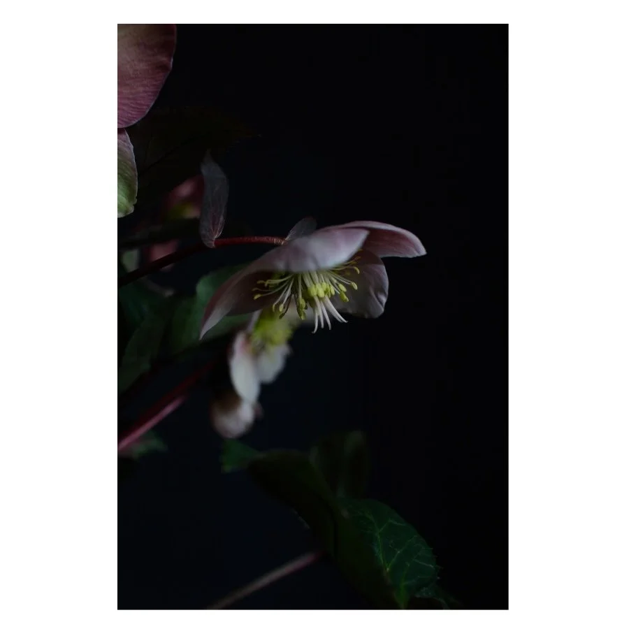 Jessica Oehme - Elleboro