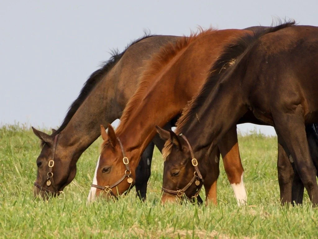 Three horses grazing on a grassy field.