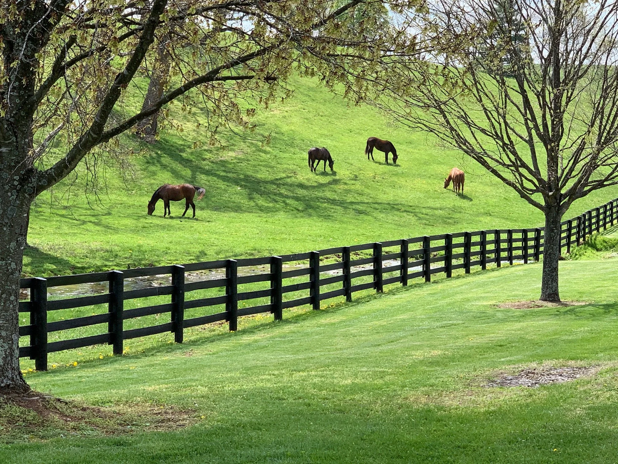Four horses grazing on a grassy hill behind a black wooden fence, with two leafless trees in the foreground.