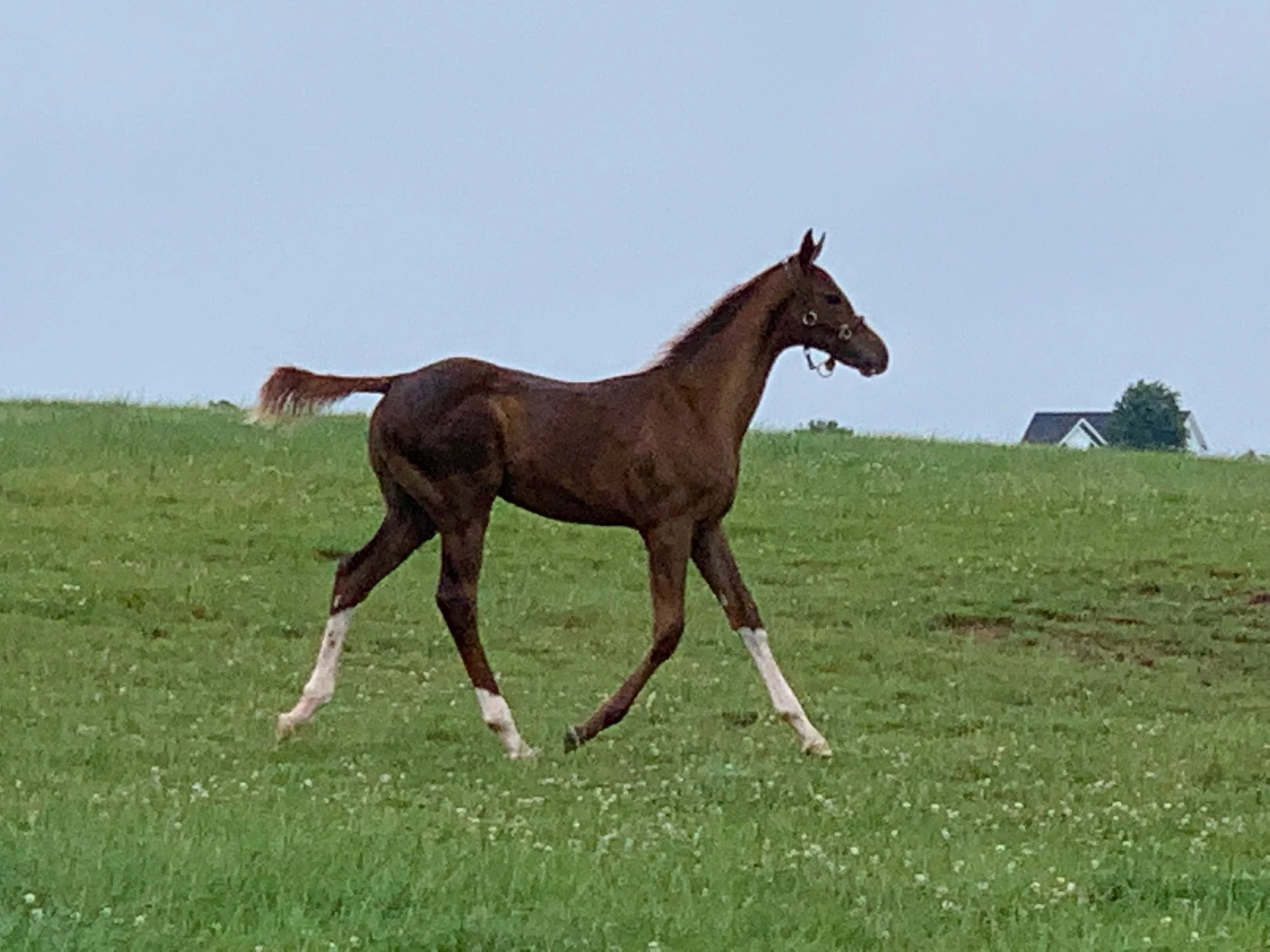 A young brown foal with white markings on its legs trots across a grassy field with a houses in the distance and a cloudy sky overhead.