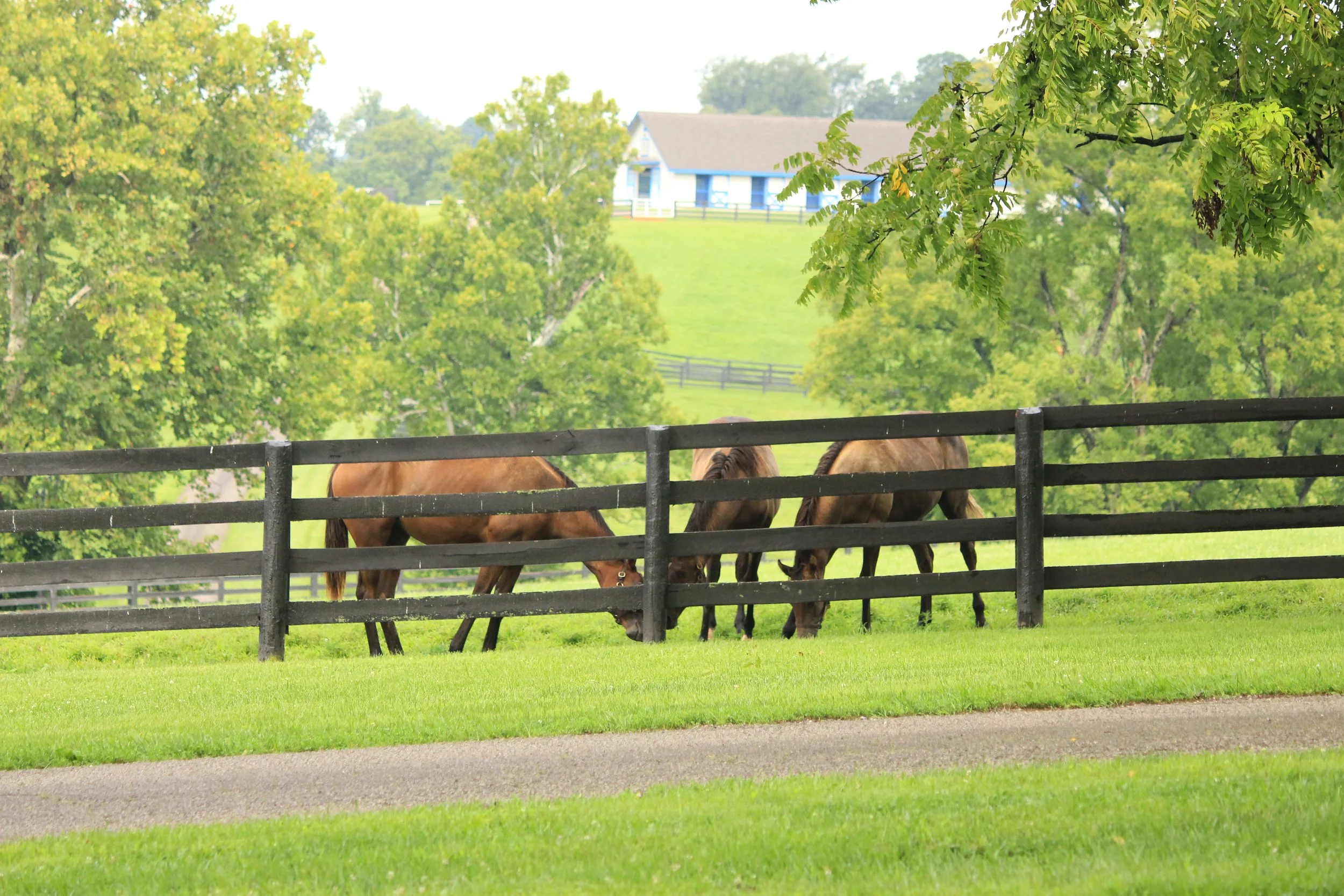 Three brown horses grazing near a black fence on a lush green field with trees and a white house in the background.