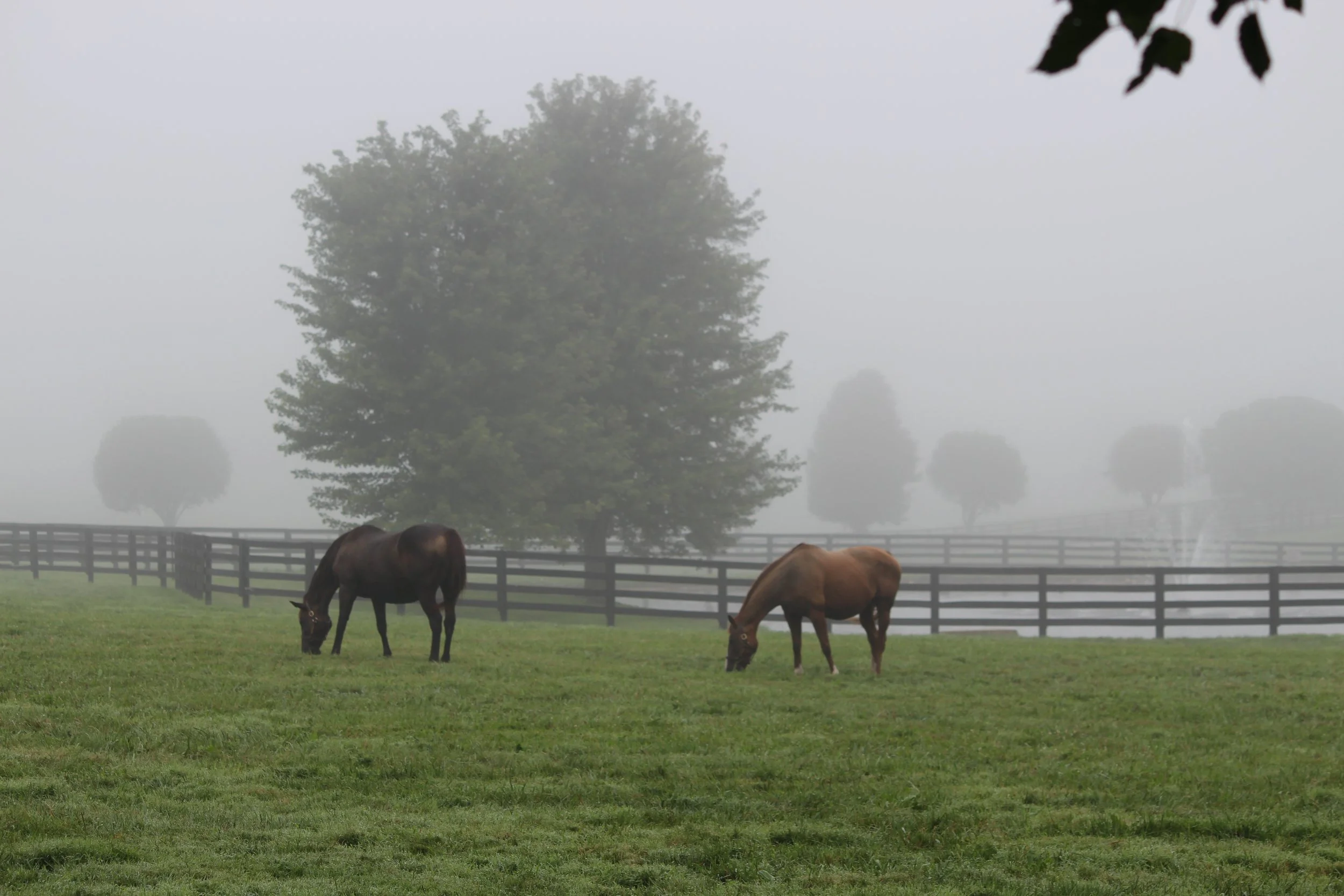 Two horses grazing in a foggy field with trees and a wooden fence in the background.