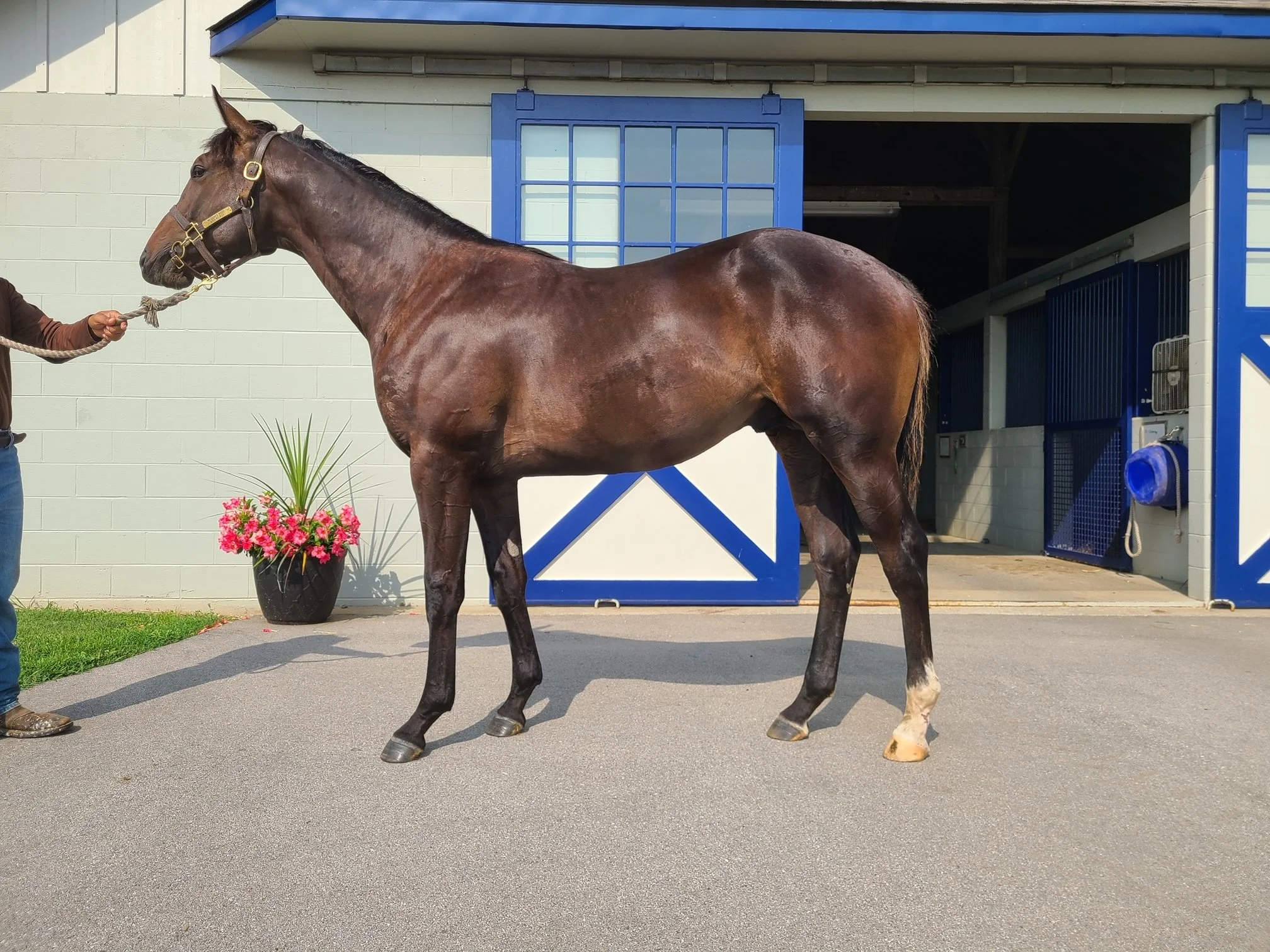 Brown racehorse standing outside a stable, held by a person on a lead, in front of a building with blue doors and a potted plant with pink flowers.