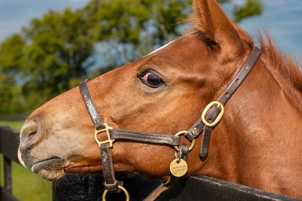 Close-up of a brown horse wearing a harness with a background of trees and blue sky.