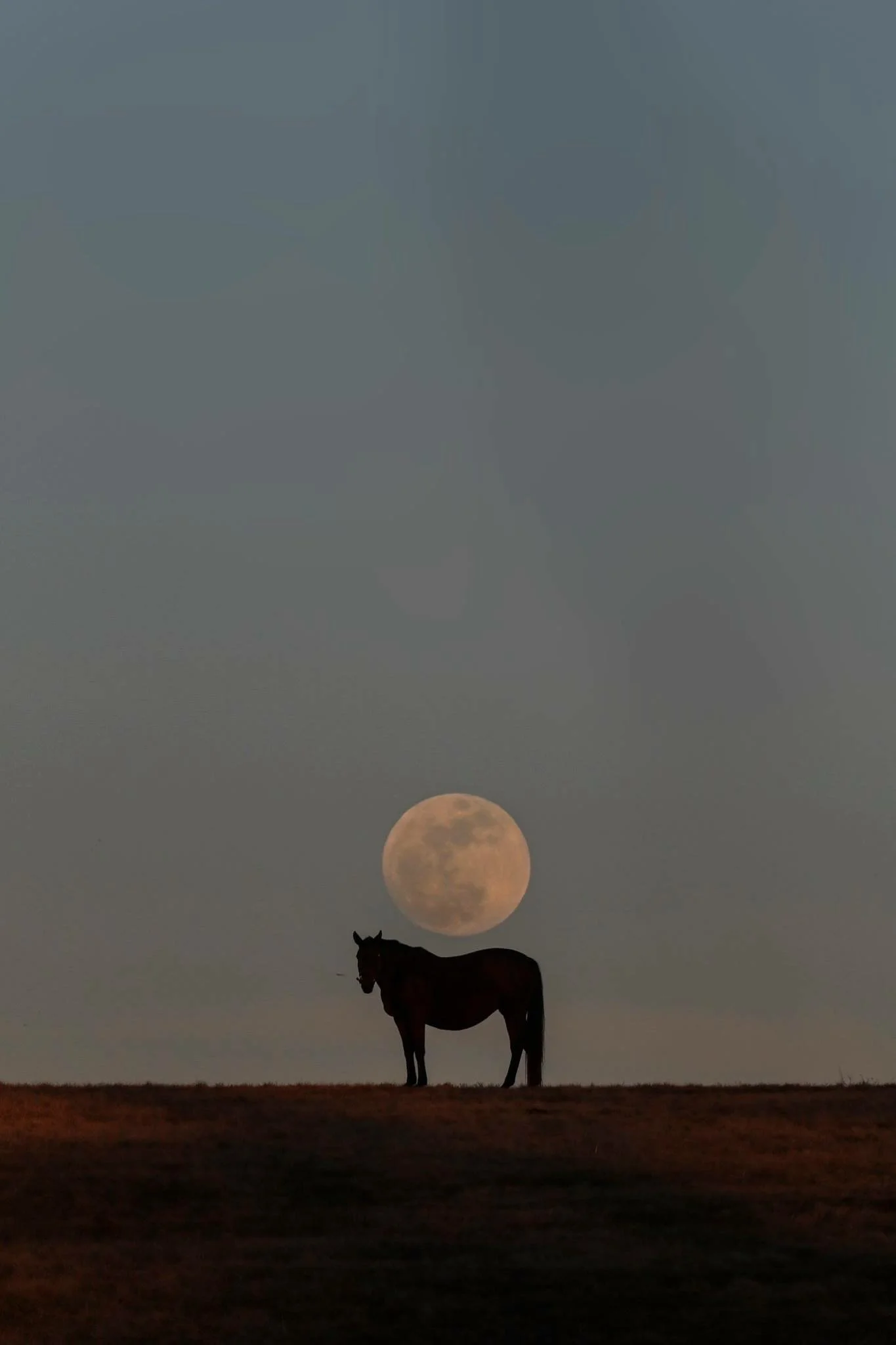 A silhouette of a horse standing on a hill under a large, full moon in the twilight sky.