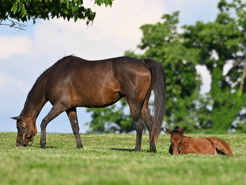 A large brown horse grazing on green grass beside a smaller brown foal lying down, with trees and blue sky in the background.
