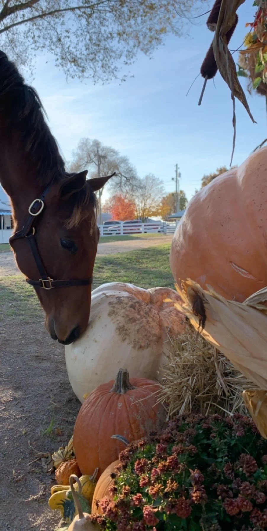 A horse sniffing a white pumpkin amongst autumn harvest decorations including pumpkins, gourds, and dried corn.