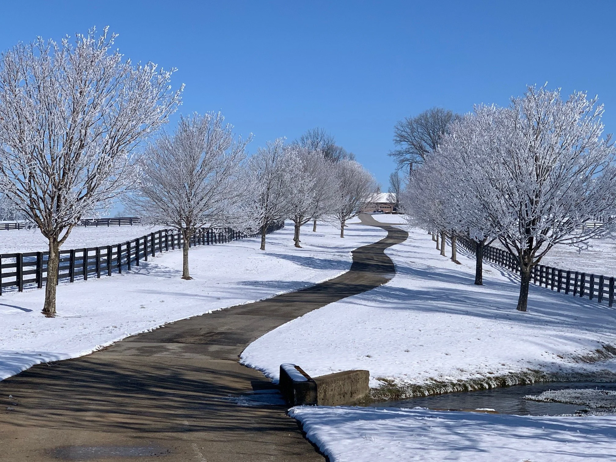 Snow-covered trees lining a winding paved path, with a fence on either side, under a clear blue sky.