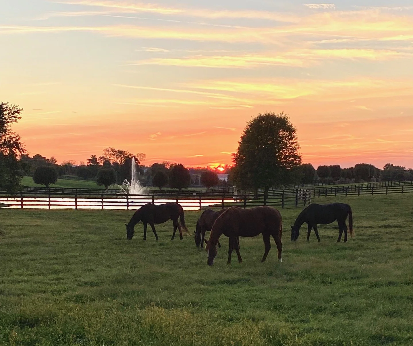 Four horses grazing on a green field at sunset, with a pond, fountain, trees, and a fence in the background.