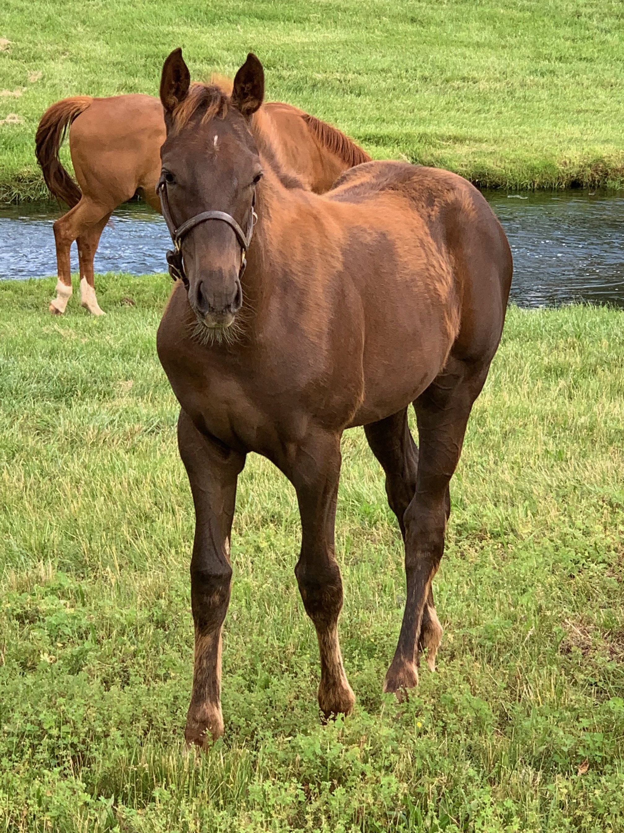 Brown horse standing on green grass near a small pond.