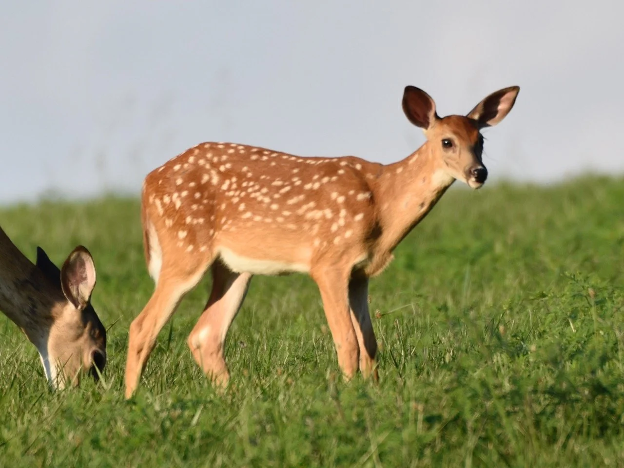 A young deer standing on green grass, with another deer grazing nearby.