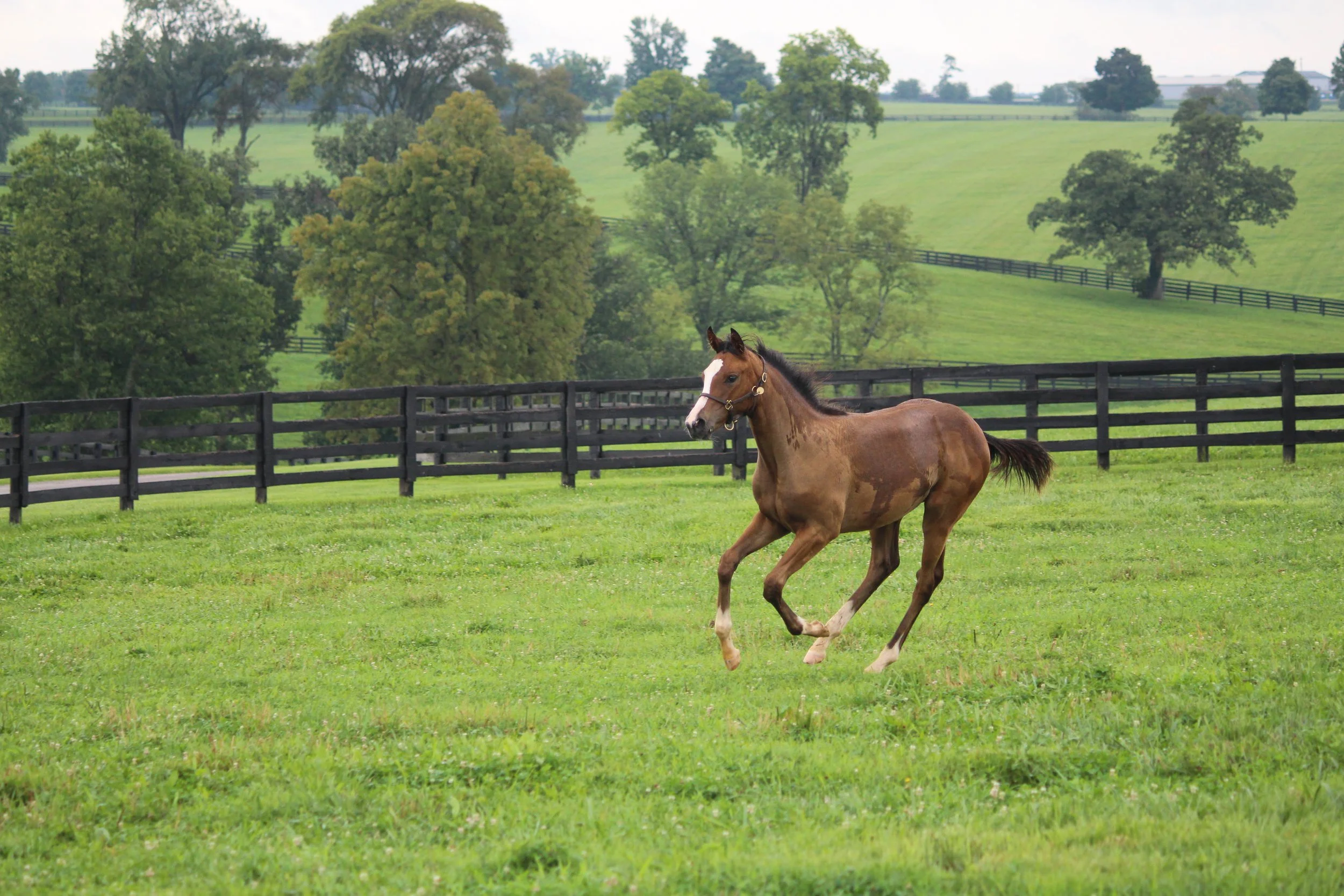 A young brown horse with a white blaze on its face running on a green pasture with a black fence and trees in the background.