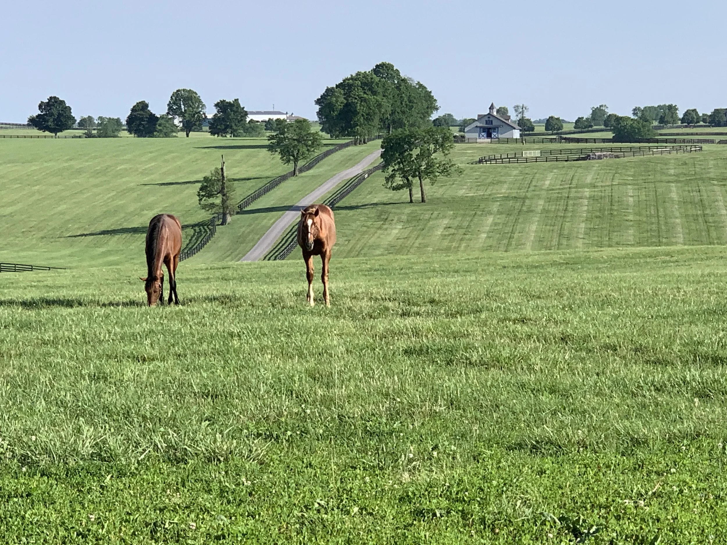 Green pasture with two horses, trees, a barn, and a fenced driveway in the background.