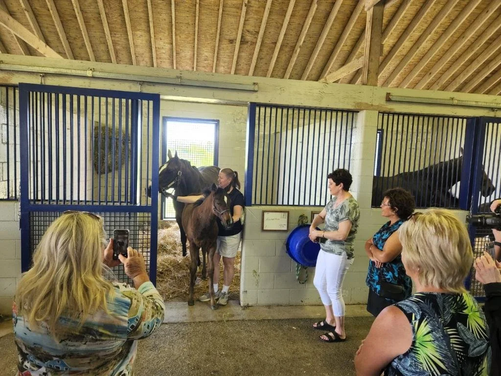 Group of women observing and taking photos of horses in a stable, with two women grooming and preparing the horses.