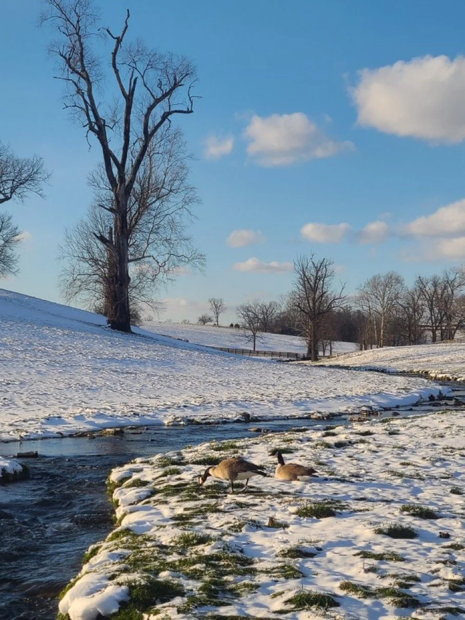Snow-covered landscape with a creek, two Canada geese near the water, leafless trees, and a blue sky with clouds.