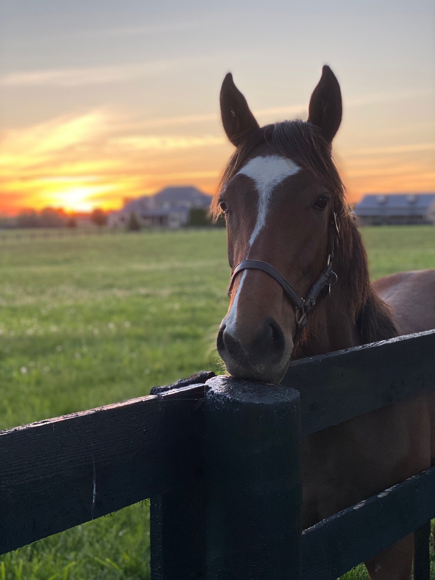 A brown horse with a white stripe on its face is leaning over a black fence during sunset, with a rural house and a mountain in the background.