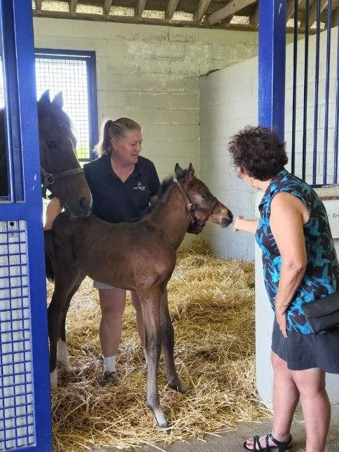 A woman and a girl interacting with two young horses in a barn. The woman is pointing at one of the horses while the girl reaches out to it.