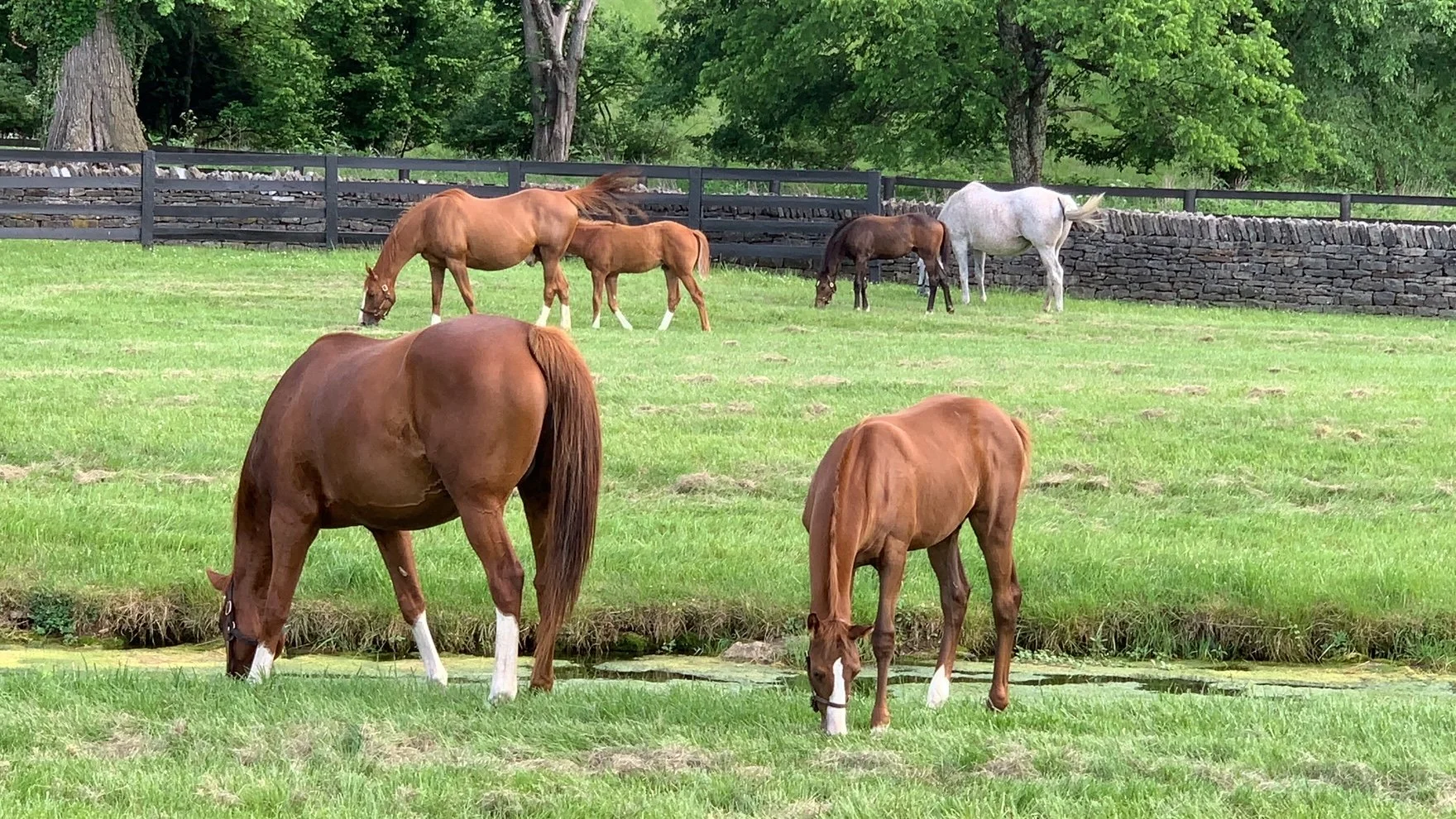 Multiple horses grazing and walking on a grassy field with a stone wall and trees in the background.