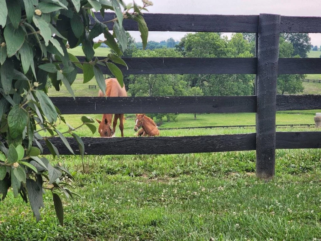 Two brown horses, one adult and one foal, in a green pasture behind a black wooden fence, with trees and a cloudy sky in the background.