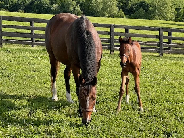 A brown adult horse and a smaller brown foal standing in a grassy field with a black wooden fence and trees in the background.