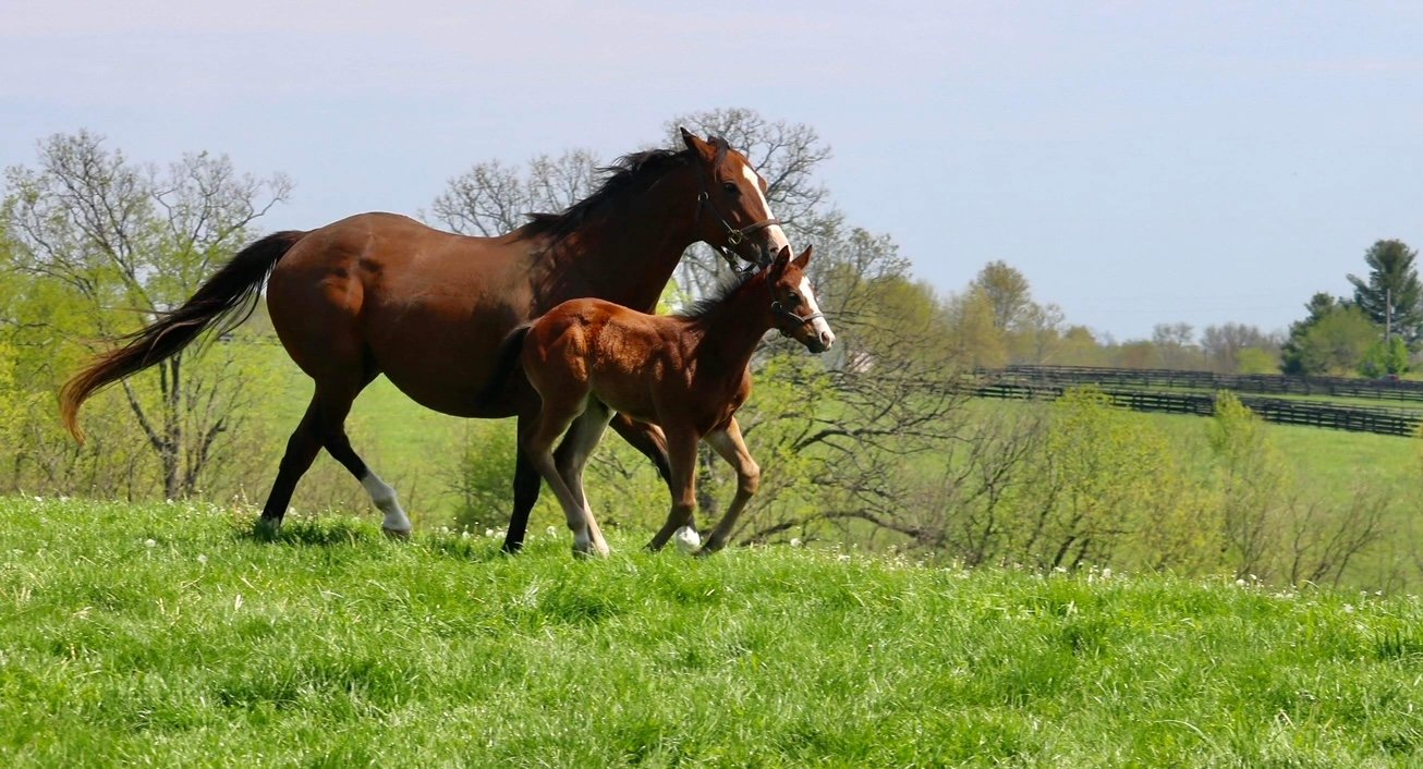 A brown adult horse and a smaller brown foal running together on a green grassy field with trees and a fence in the background.