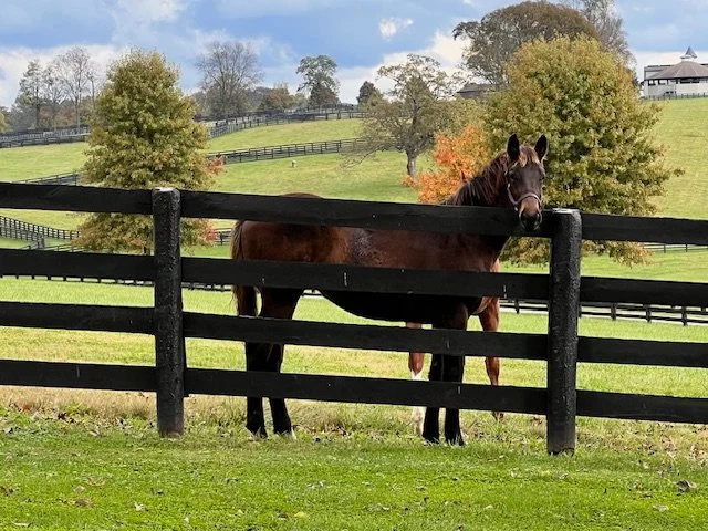 A brown horse standing behind a black wooden fence in a grassy field with trees and a building in the background.