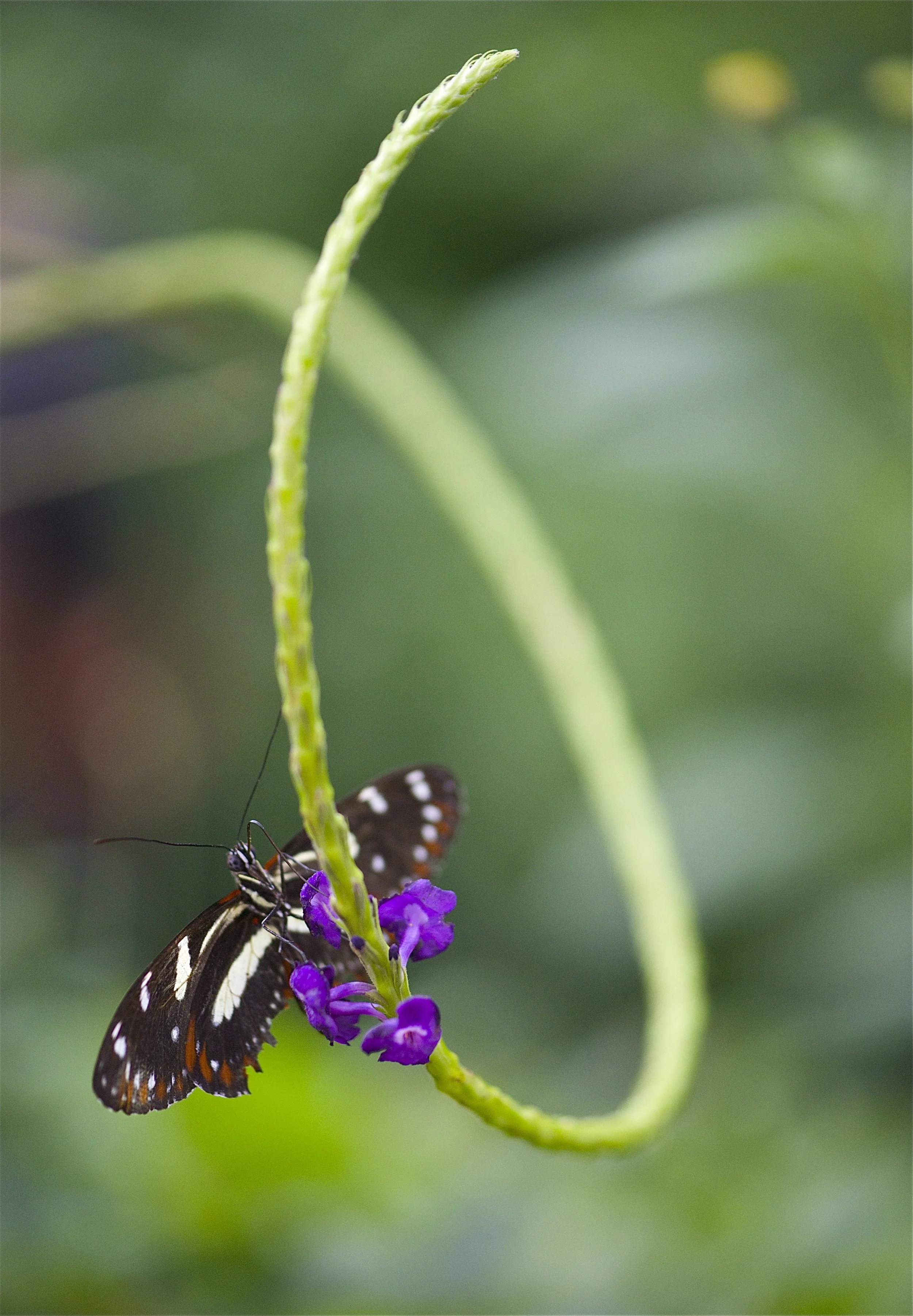 #122. Spiral Butterfly
