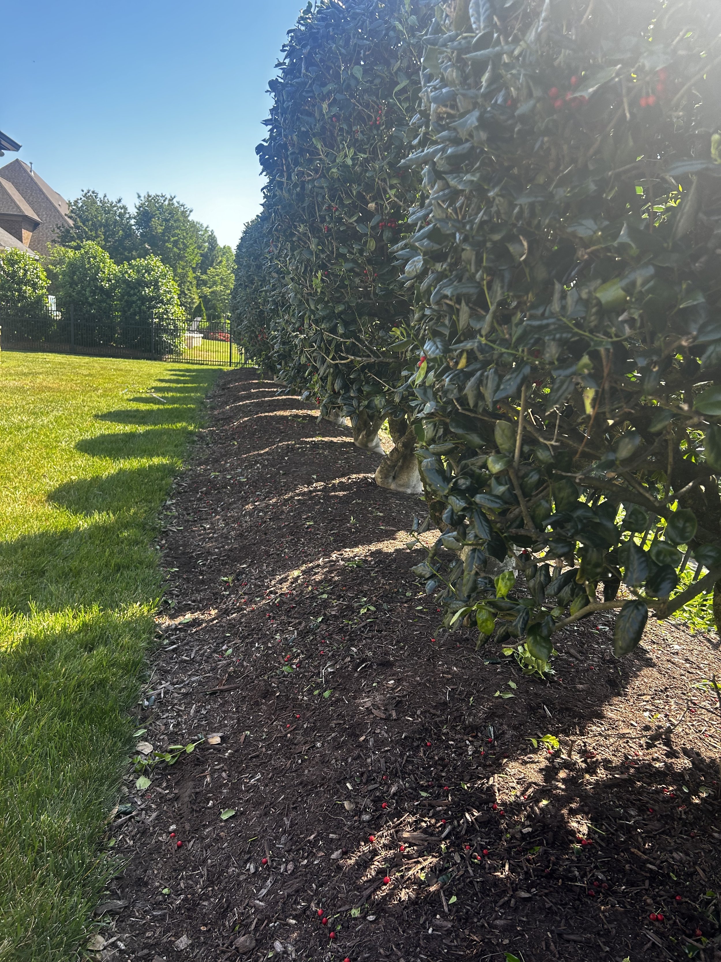 A well-manicured lawn with a row of tall, dense bushes along the right side, and a sunlit residential neighborhood with houses and trees in the background, on a clear, sunny day.