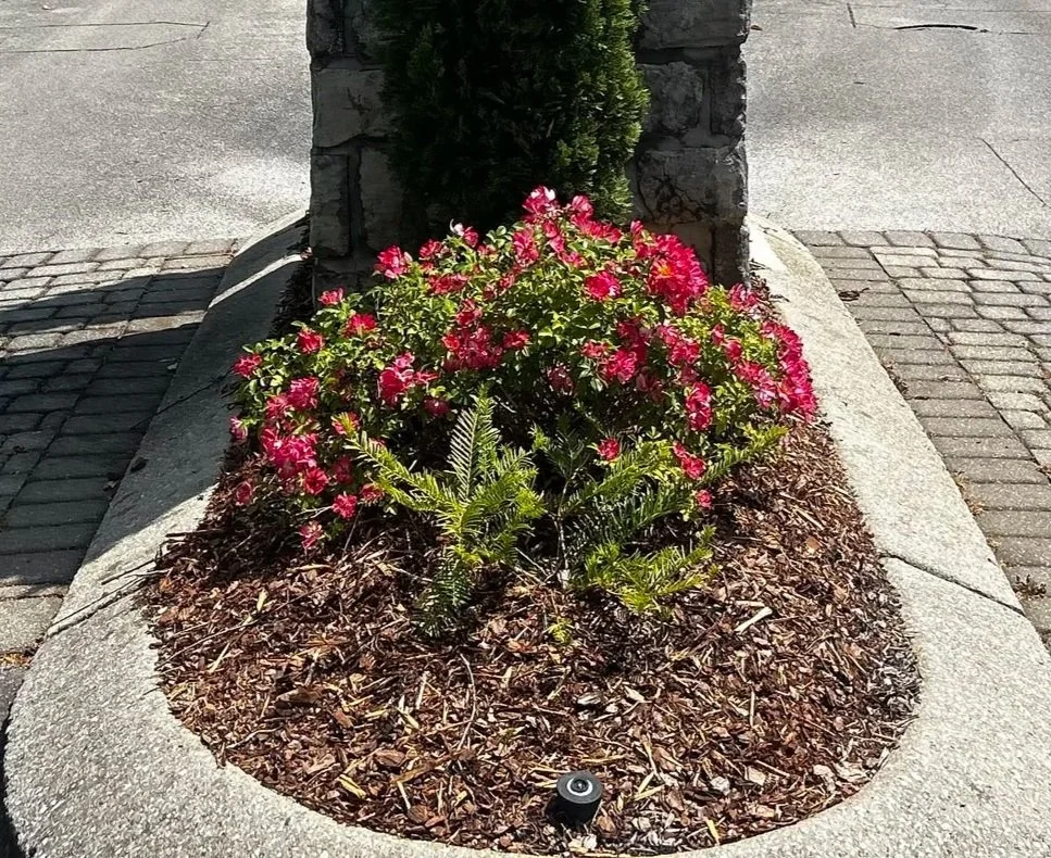 Flower bed with pink blooms, small green plants, and mulch, surrounded by concrete and cobblestone pavement.