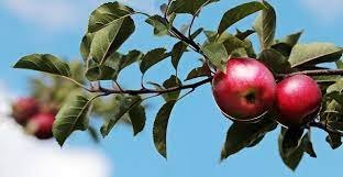My Apple Tree