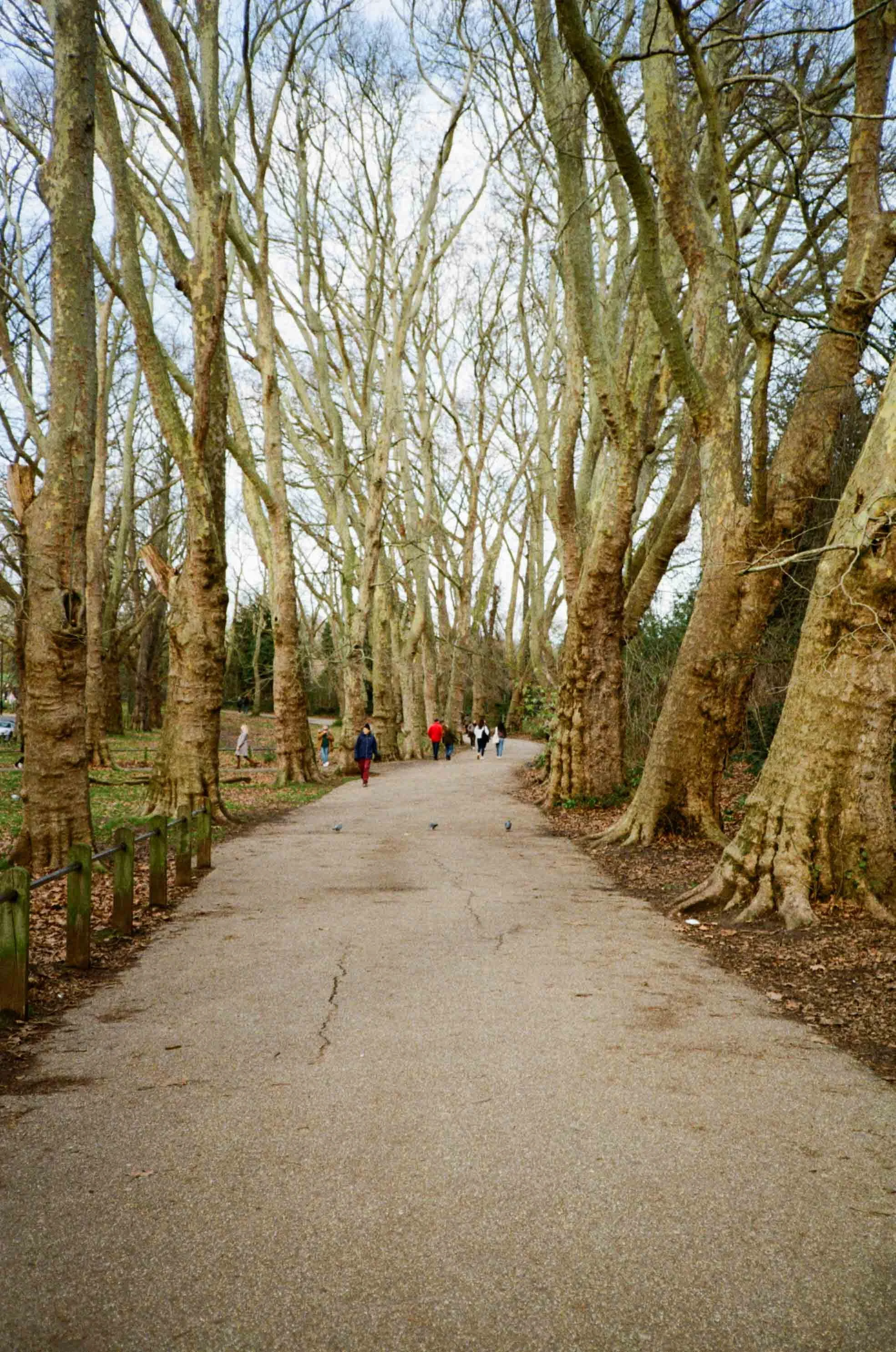 Hampstead Heath Website-7.jpg