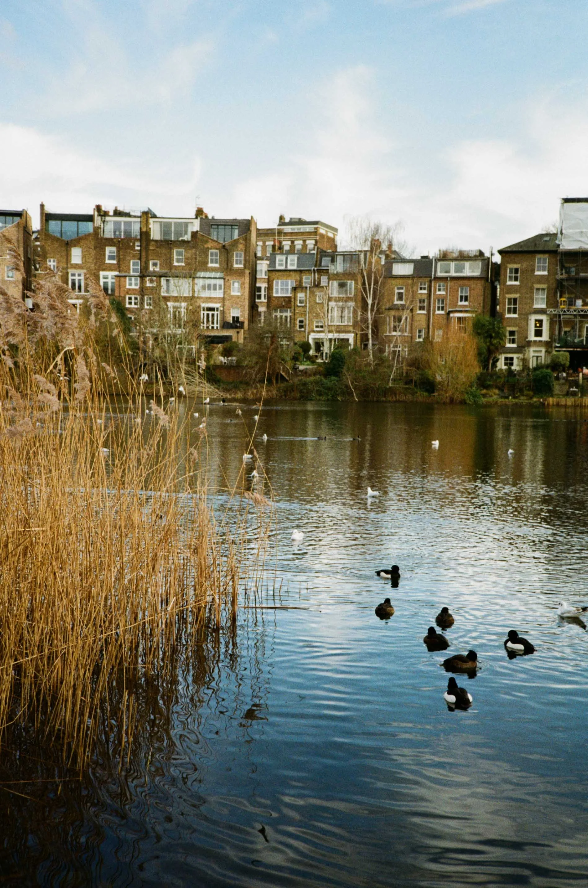 Hampstead Heath Website-9.jpg
