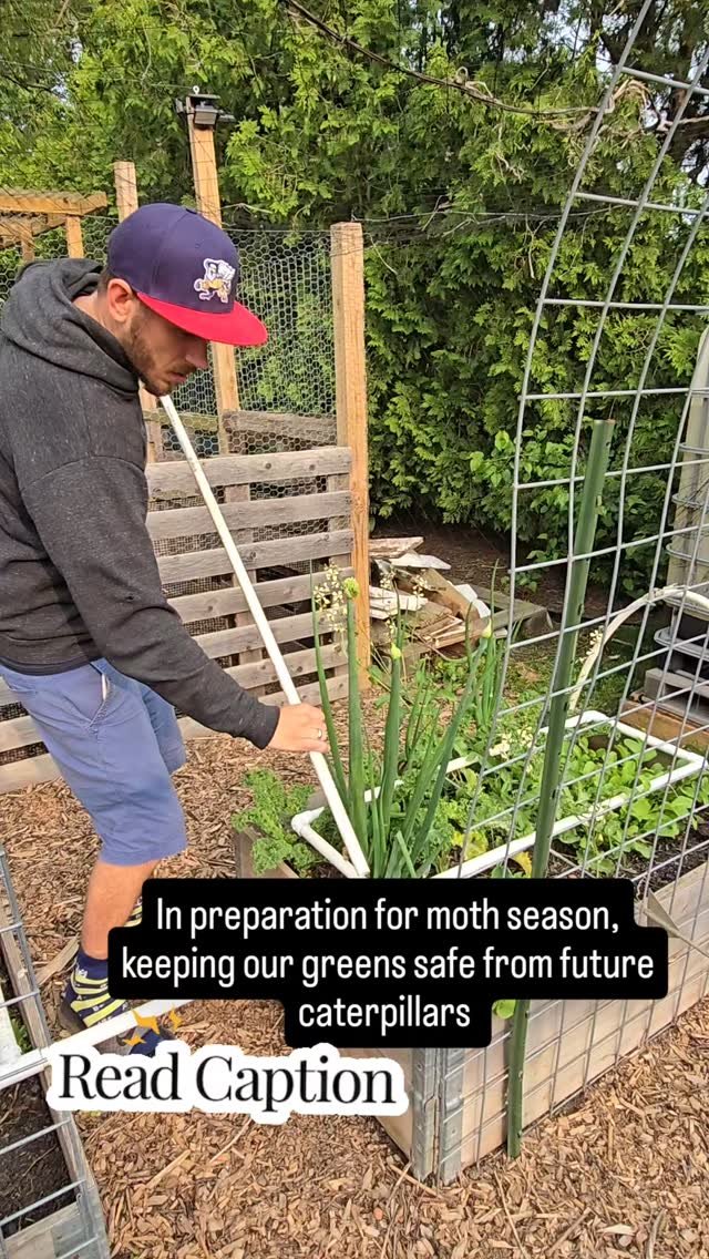 Summer is in full swing, and we've seen the moths and butterflies out. These beds have most of our greens, and broccoli seems to be where we have the most bug trouble.
Since we dont need pollinators for these plants, covering them works well.
We use