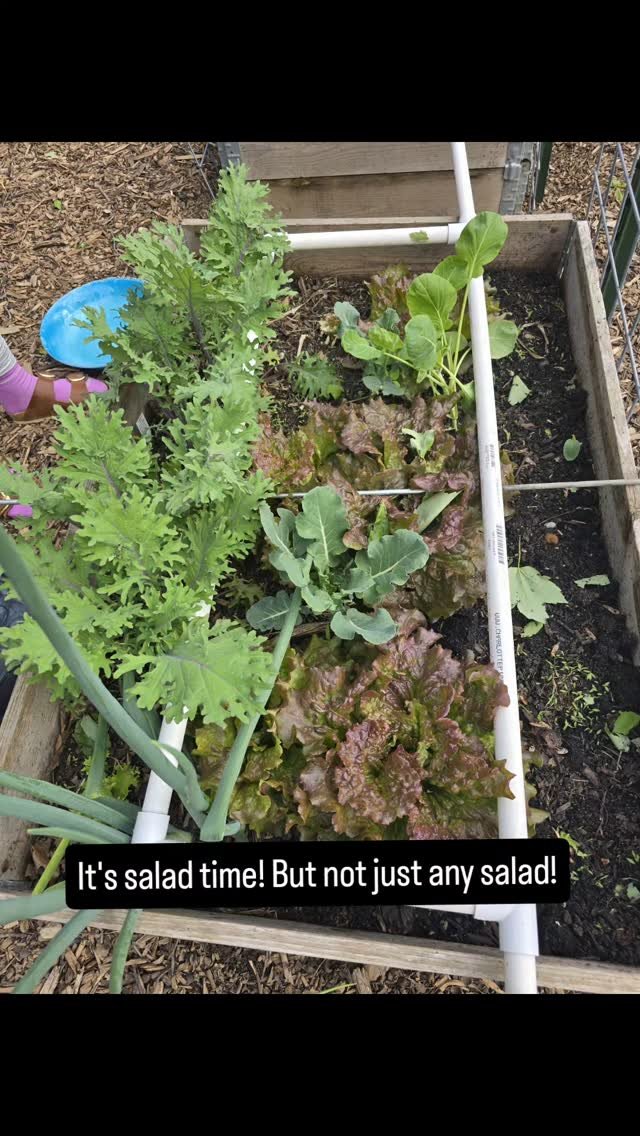 Don't think too hard on this salad or any salad. Take what you have and substitute what you don't. Heres what we did:
Kale
Blueberries
Toasted pepitas
Mustard seed gouda
Fresh basil
Dressing:
1/4 cup extra virgin olive oil
1/4 cup white balsamic vi