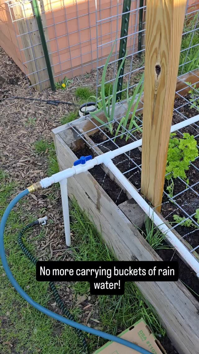 We originally had 55 gallon rain barrels and upgraded to IBC totes, which have been a great improvement.
We got our water pump and hose adapters on Amazon (affiliate links).
Water pump - https://amzn.to/4dPdd9f
Hose Adapters - https://amzn.to/4mM5A