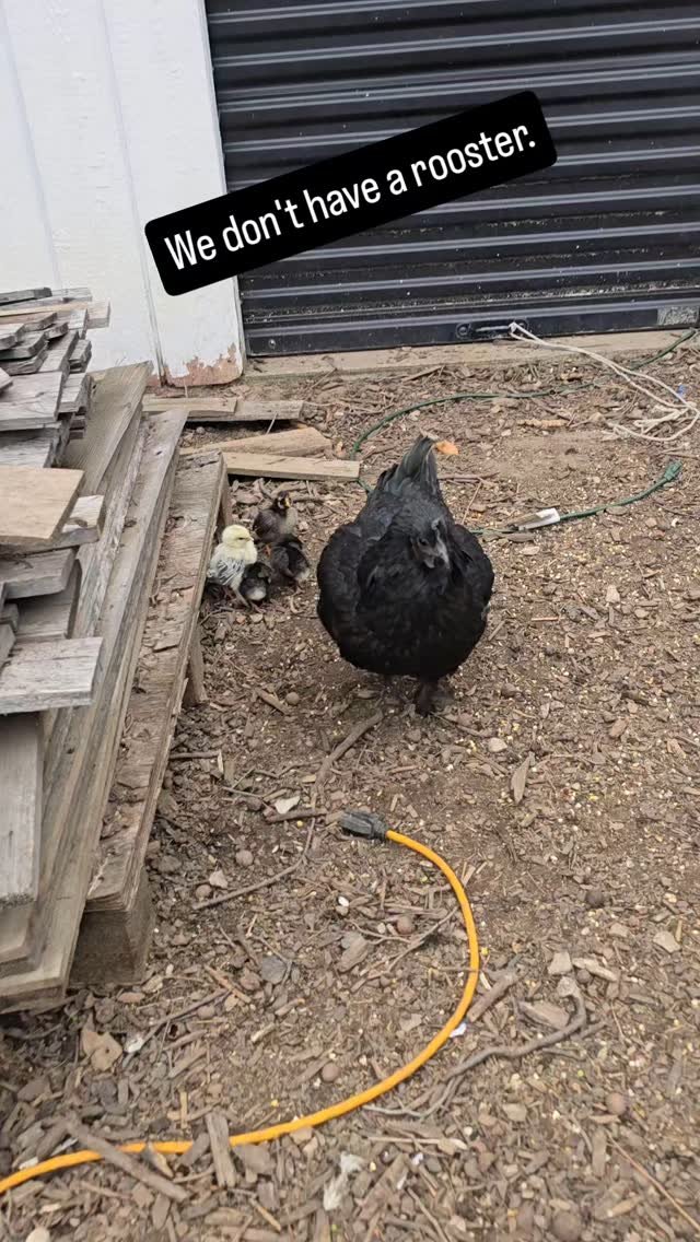 Raising new chicks can be a lot. We have put all the work on one of our wonderful mama hens. We stuck the chicks under her butt one night when she was broody. She has taken on the responsibility and has done great!
If you are adding new chicks to yo