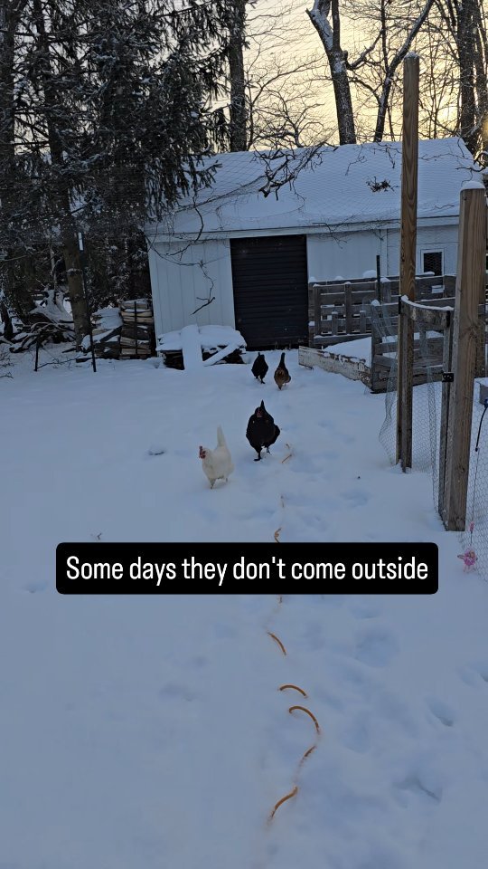 Although our chickens took a haitus from egg laying, they still bring us joy.