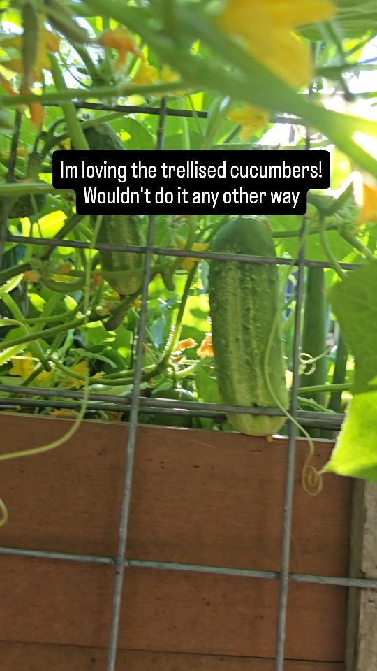 We have a small space, and in addition to raised beds, we have quickly shifted focus to vertical gardening.
What this means is that we grow as much as possible vertically via trellis. Our trellis is made up of cattle panels that are bent as an archw