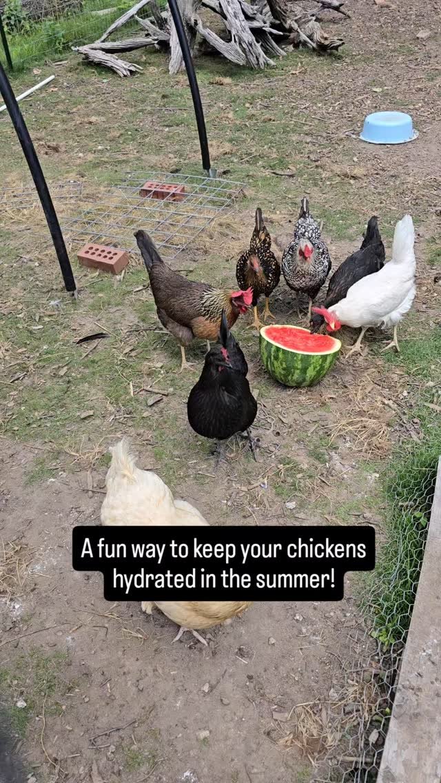 Staying hydrated in the heat of summer is challenging. Our family reaches for popsicles frequently.
Watermelon is a fun treat for our chickens to keep them interested in being hydrated. Frozen watermelon is another great way for super hot days.
#h