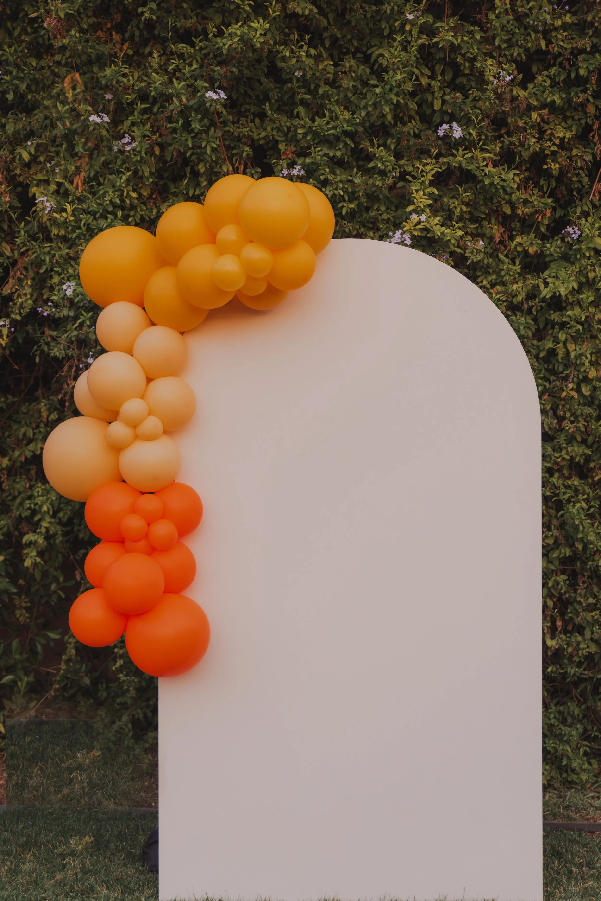 Blank white curved backdrop decorated with yellow, orange, and beige balloons arranged on the left side, set against green leafy shrubs with small purple flowers.