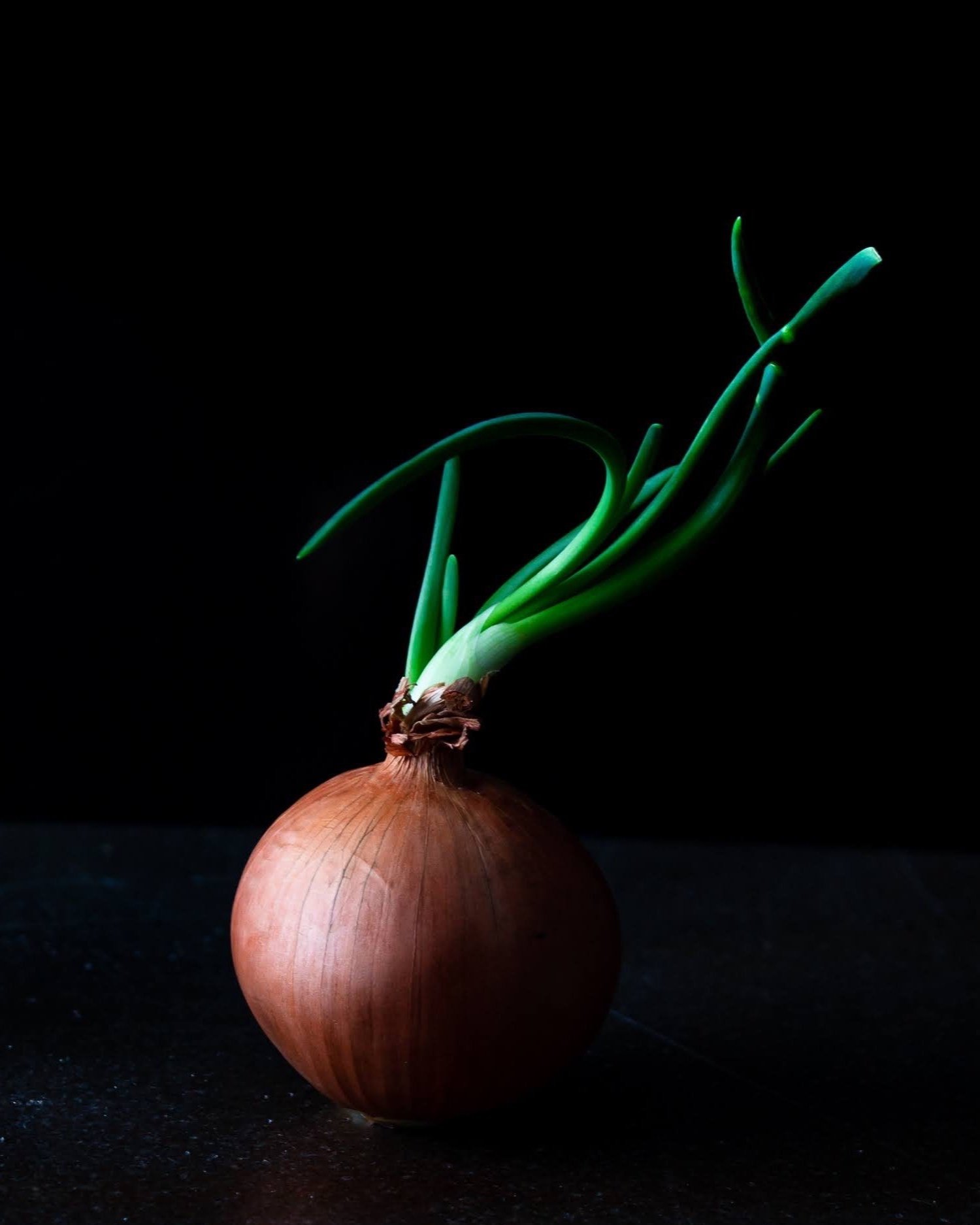 Cebola - IG Feed-1.jpg