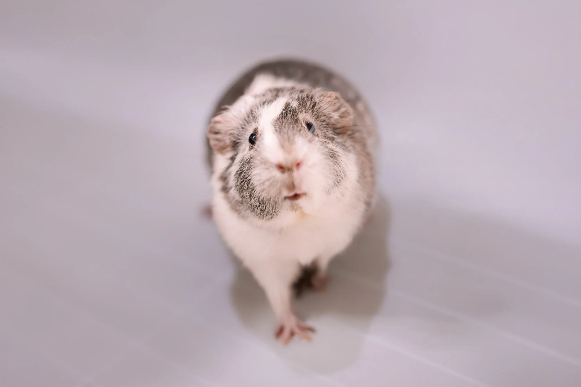 Meredith Zinner Pet Photography Guinea pig.jpg